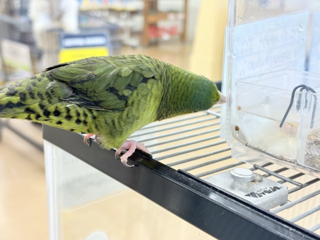 サザナミインコ