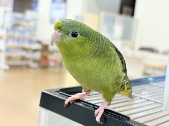 サザナミインコ