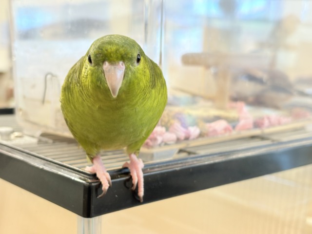 サザナミインコ