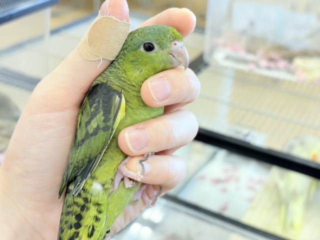サザナミインコ