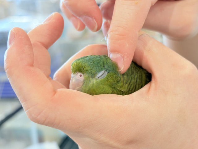 サザナミインコ