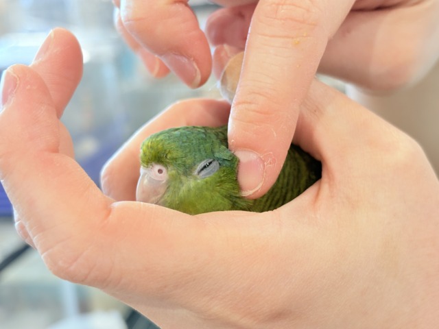 サザナミインコ