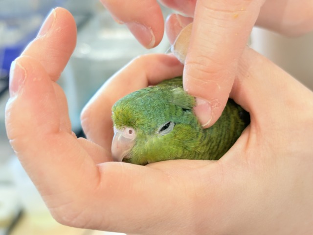 サザナミインコ