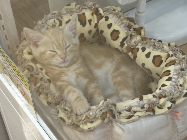 アメリカンショートヘア