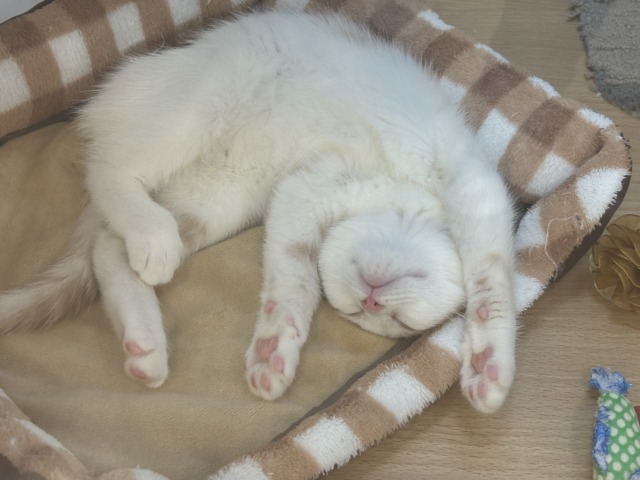 スコティッシュストレート