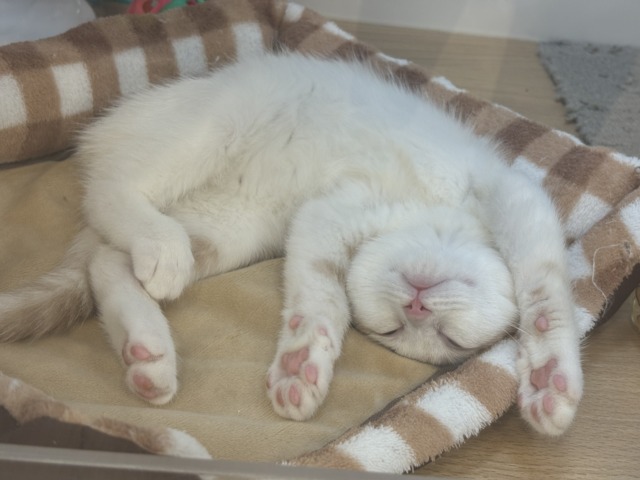 スコティッシュストレート