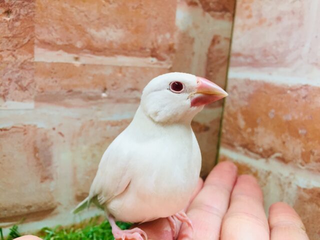 シルバーイノ文鳥