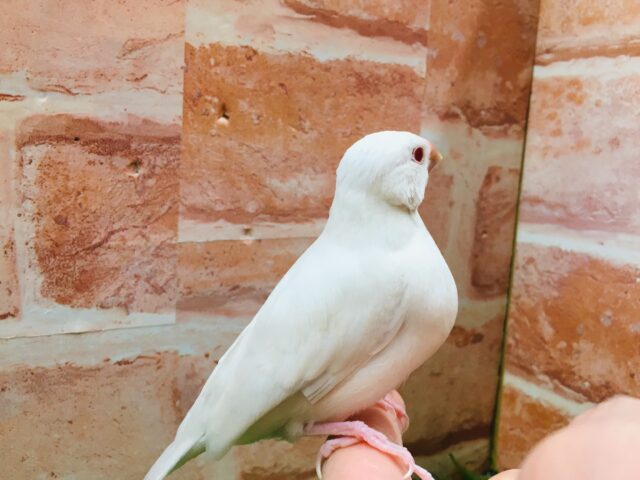 シルバーイノ文鳥