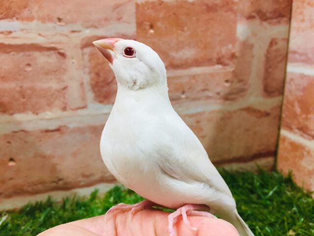 シルバーイノ文鳥