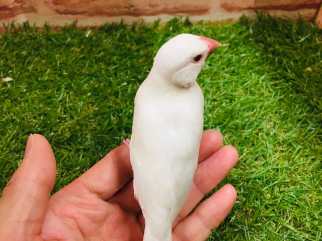 シルバーイノ文鳥