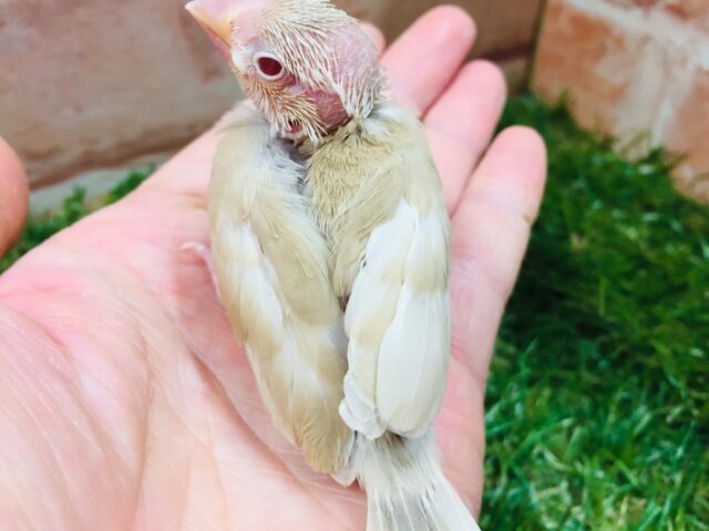 シナモン文鳥