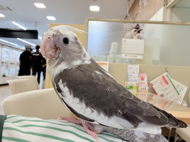 オカメインコ