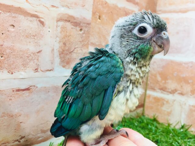 ウロコインコ