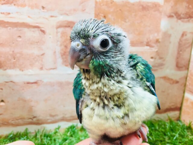 ウロコインコ