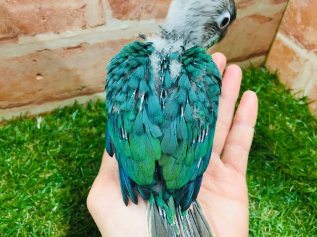 ウロコインコ