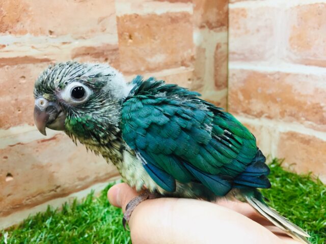 ウロコインコ