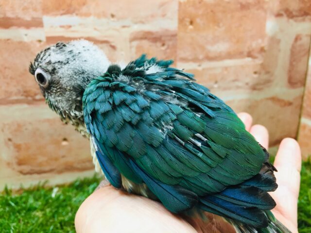 ウロコインコ