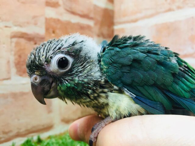 ウロコインコ