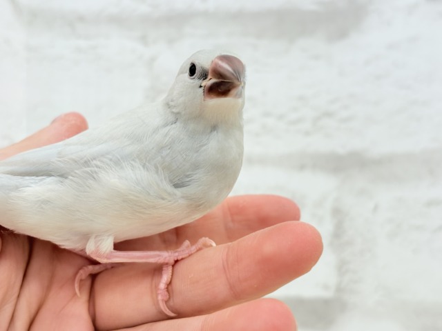 シルバー文鳥
