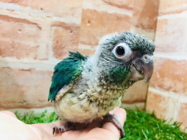 ウロコインコ