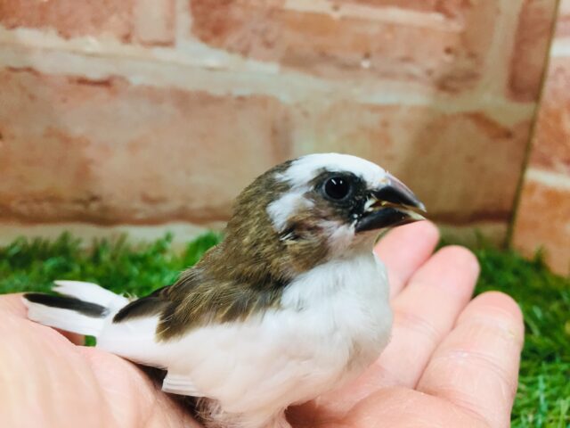 十姉妹（ジュウシマツ）