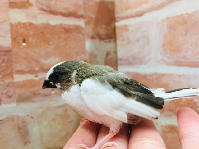 十姉妹（ジュウシマツ）