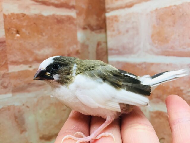 十姉妹（ジュウシマツ）