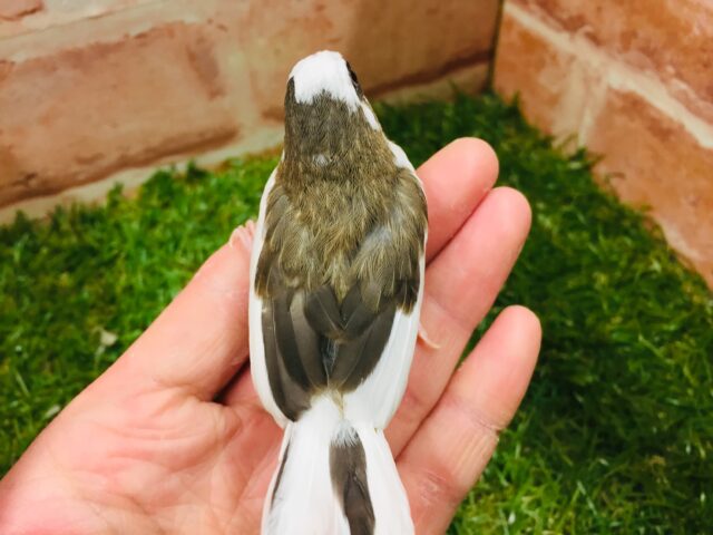 十姉妹（ジュウシマツ）