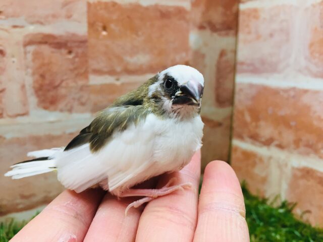 十姉妹（ジュウシマツ）