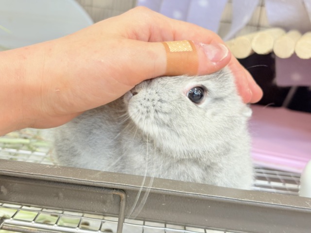 ネザーランドドワーフ