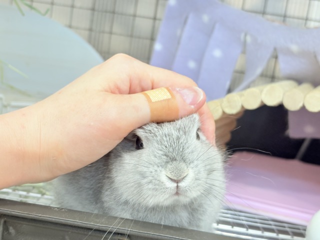 ネザーランドドワーフ