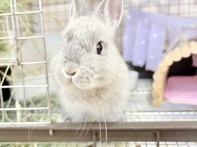 ネザーランドドワーフ