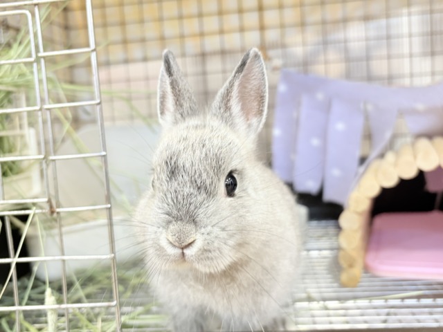 ネザーランドドワーフ