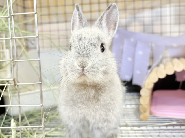 ネザーランドドワーフ