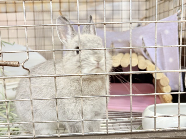 ネザーランドドワーフ