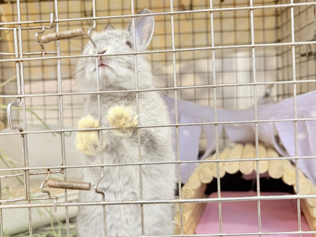 ネザーランドドワーフ