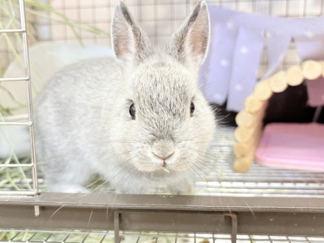 ネザーランドドワーフ