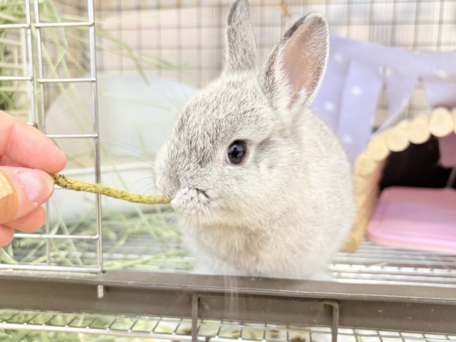 ネザーランドドワーフ