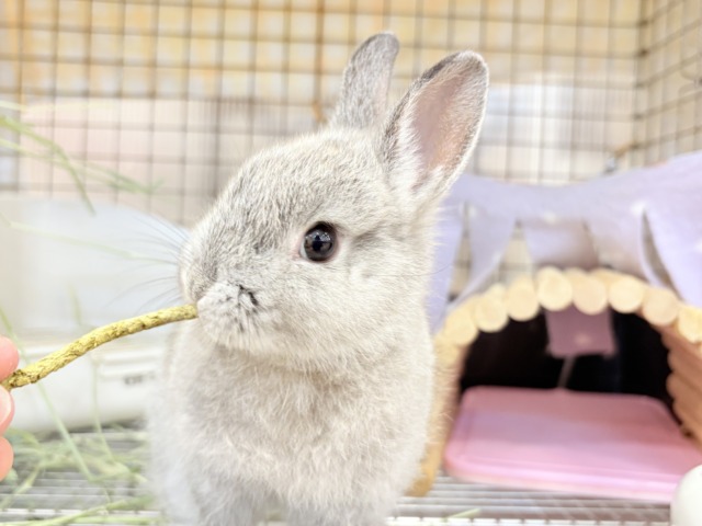 ネザーランドドワーフ