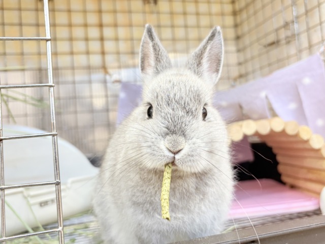 ネザーランドドワーフ