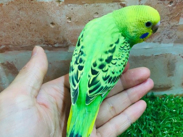 セキセイインコ