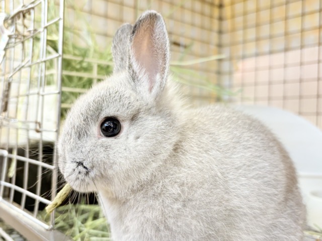 ネザーランドドワーフ