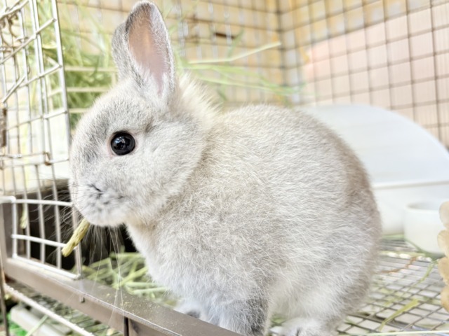 ネザーランドドワーフ