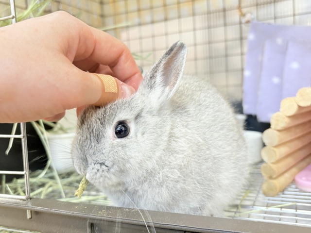 ネザーランドドワーフ