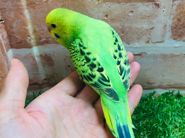 セキセイインコ