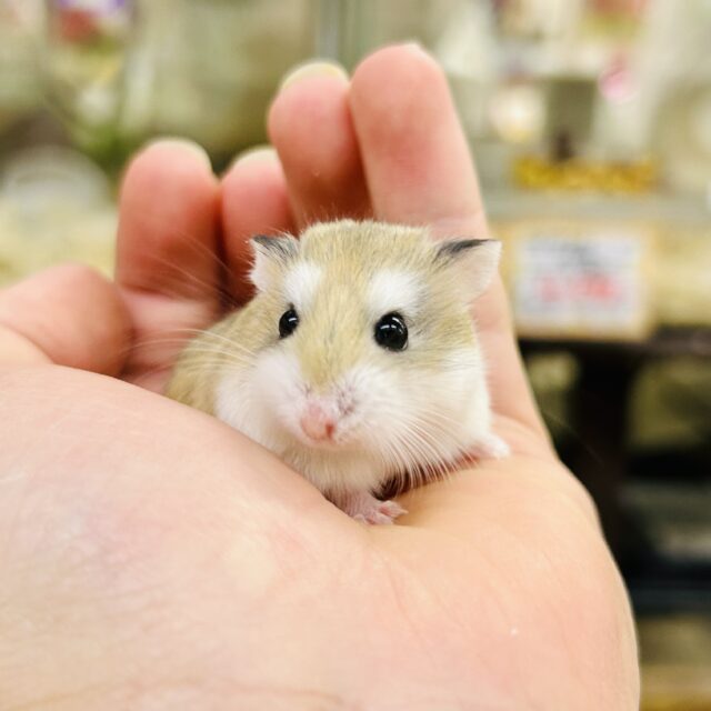 ロボロフスキーハムスター