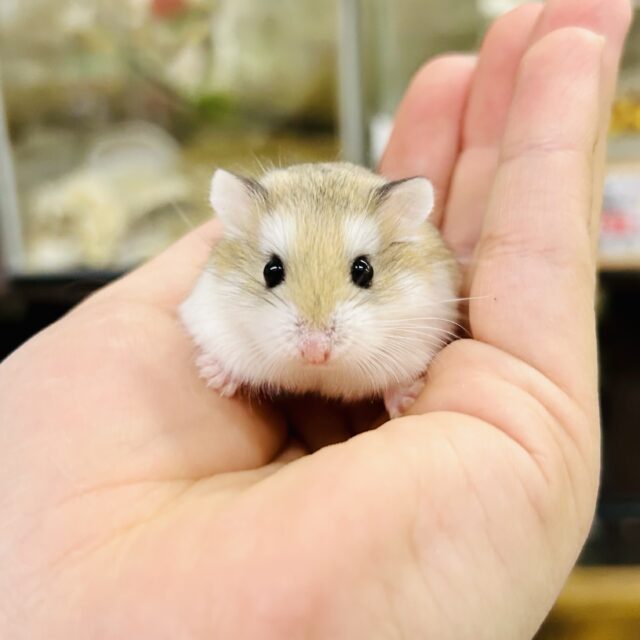 ロボロフスキーハムスター