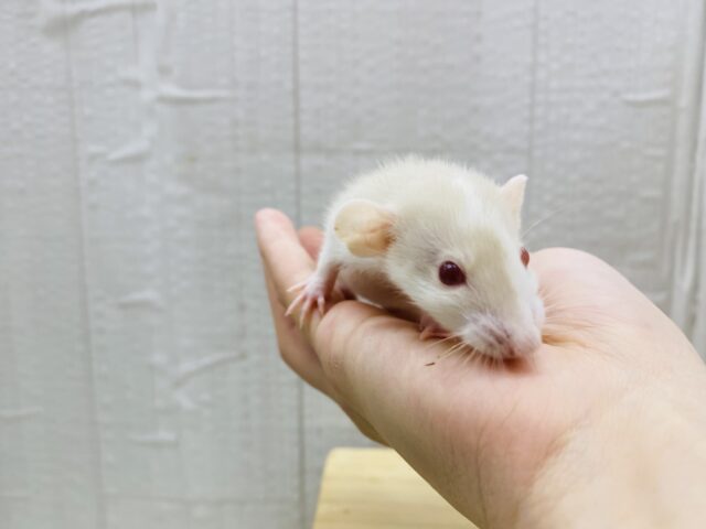 ファンシーラット