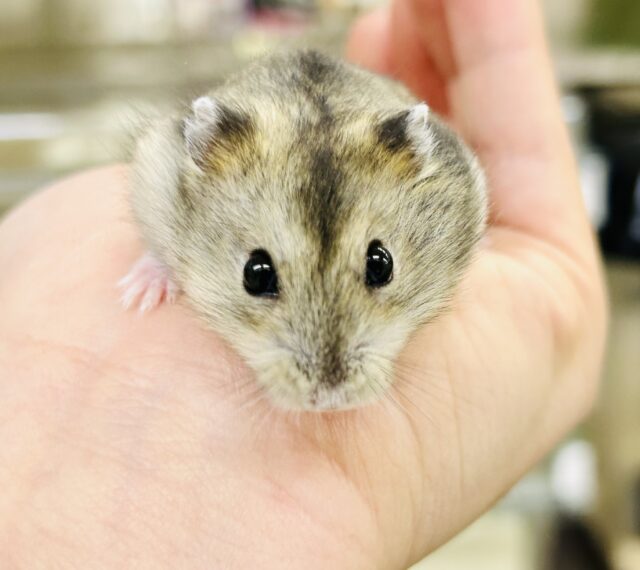 ドワーフハムスター系