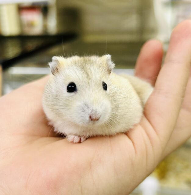 ドワーフハムスター系